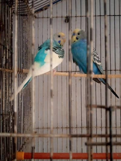 healthy and active budgies in best price for sell. . . . .