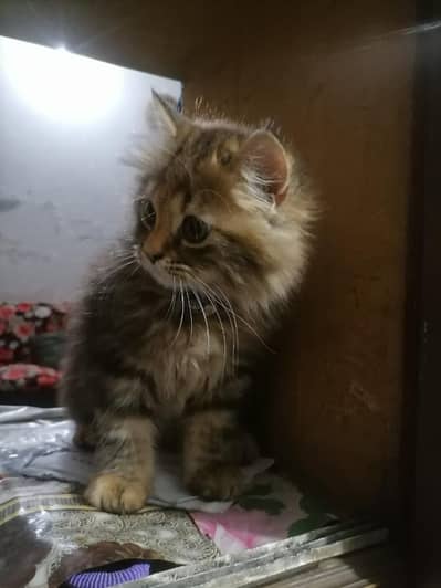 all type of kittens available