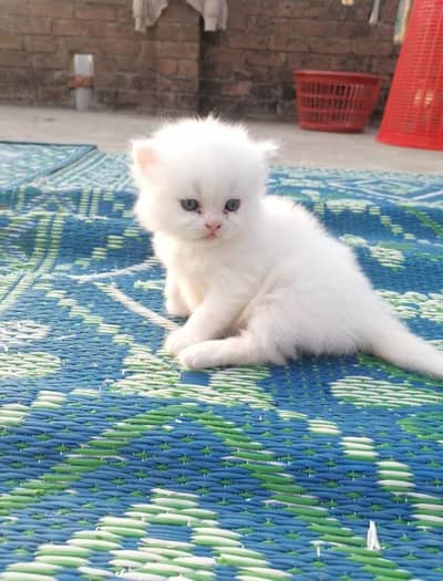 all type of kittens available