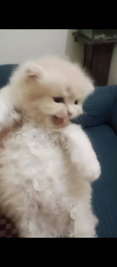 Parshion punch face kittens