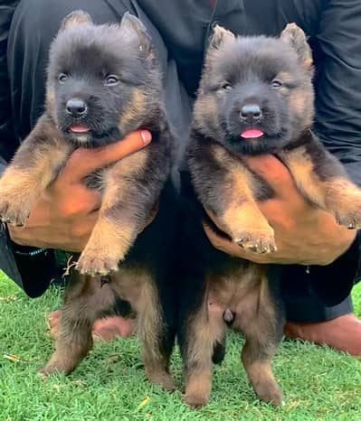 German Shepherd dabal coat and pair for sale