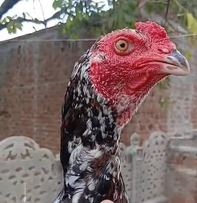 Pakistan thai cross  aseel patha