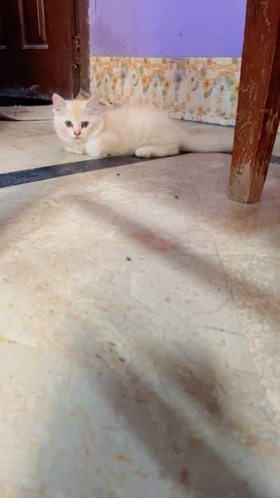 cute kittens