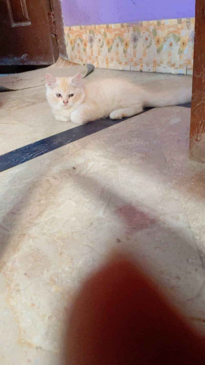 cute kittens 1