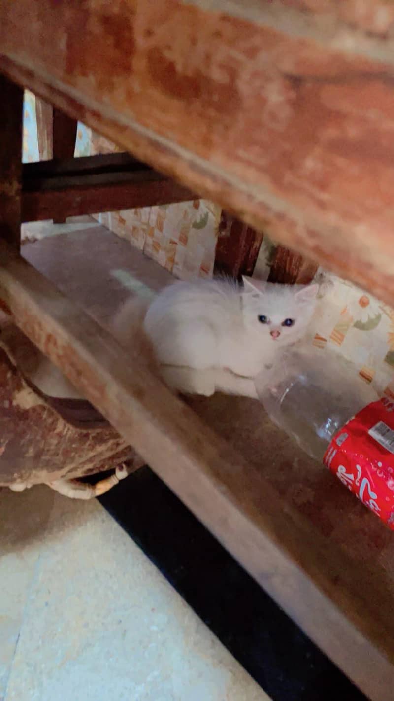 cute kittens 2