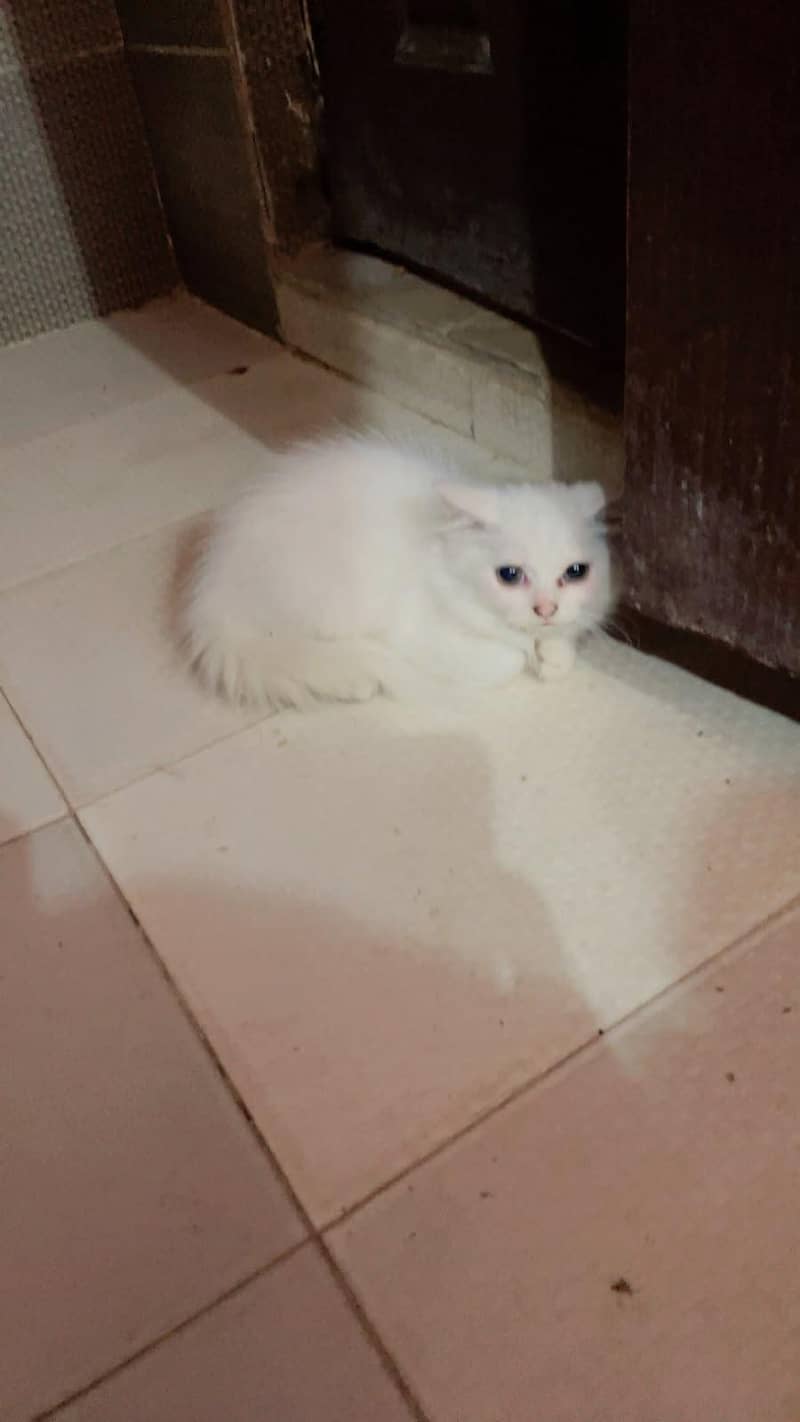 cute kittens 3