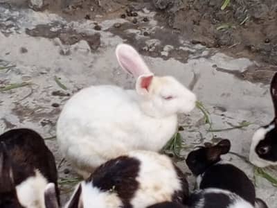 Red eyes 350 per piece black eyes breeder 800 per rabbit
