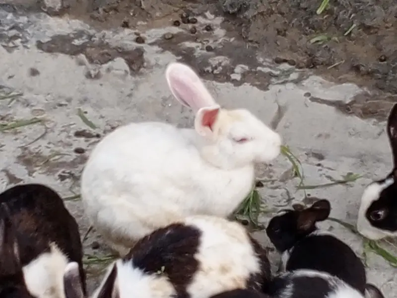 Red eyes 350 per piece black eyes breeder 800 per rabbit