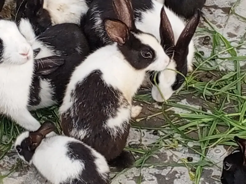 Red eyes 350 per piece black eyes breeder 800 per rabbit — photo 2