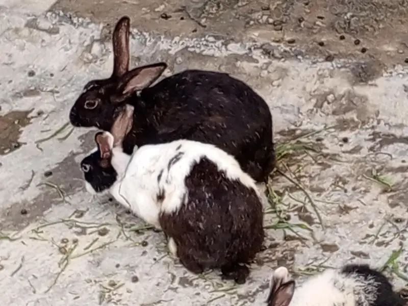 Red eyes 350 per piece black eyes breeder 800 per rabbit — photo 3