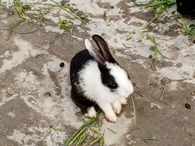 Red eyes 350 per piece black eyes breeder 800 per rabbit — photo 4