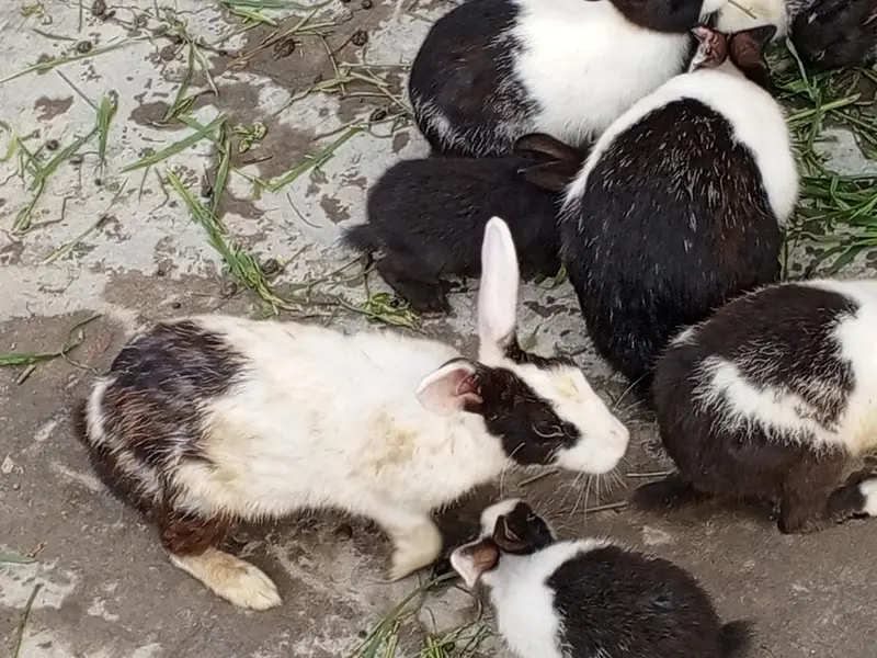 Red eyes 350 per piece black eyes breeder 800 per rabbit — photo 5
