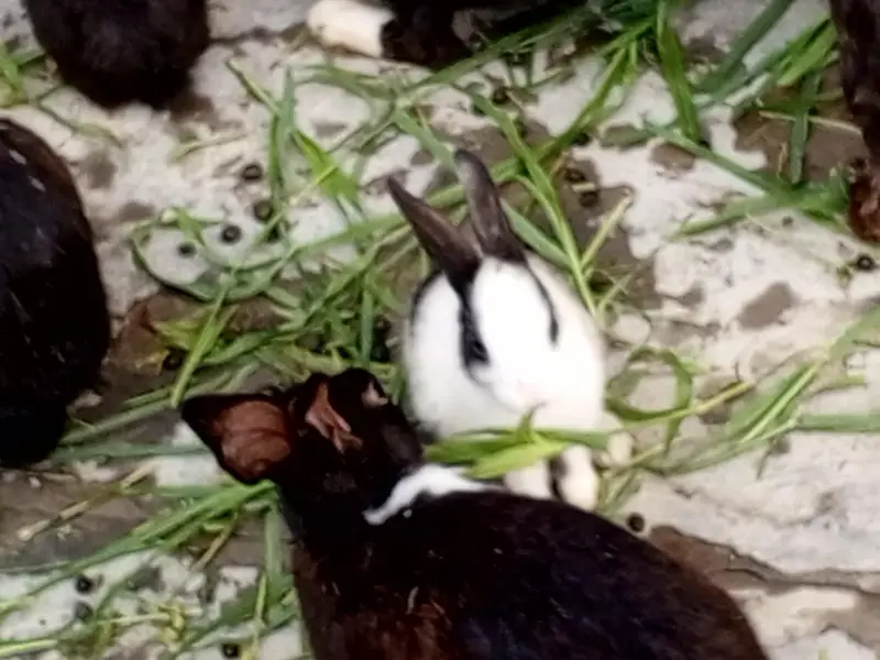 Red eyes 350 per piece black eyes breeder 800 per rabbit — photo 6