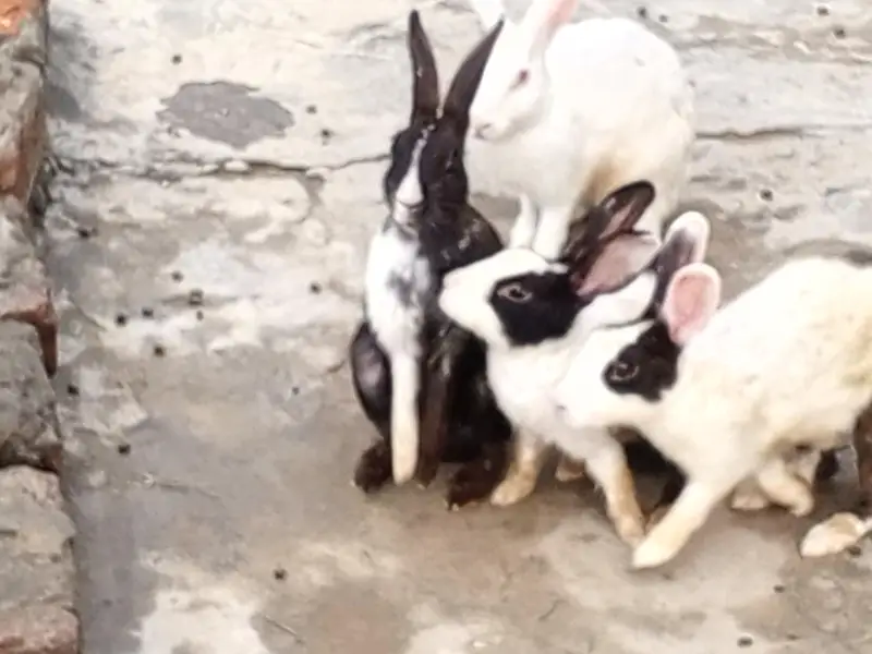 Red eyes 350 per piece black eyes breeder 800 per rabbit — photo 7