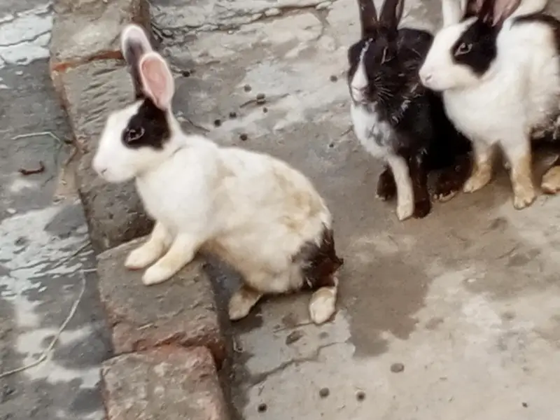 Red eyes 350 per piece black eyes breeder 800 per rabbit — photo 8