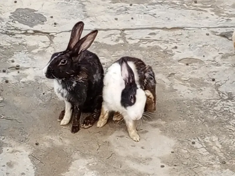Red eyes 350 per piece black eyes breeder 800 per rabbit — photo 9