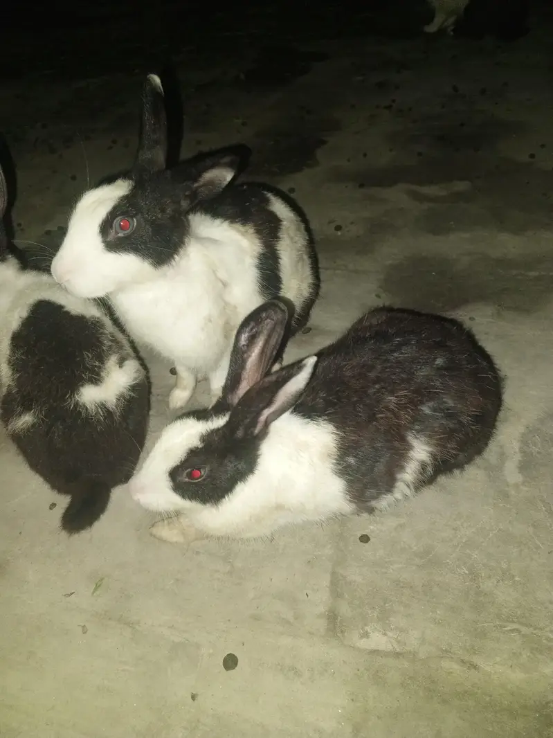 Red eyes 350 per piece black eyes breeder 800 per rabbit — photo 10