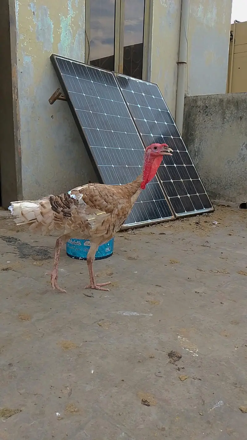 Turkey birds two males for sale hain