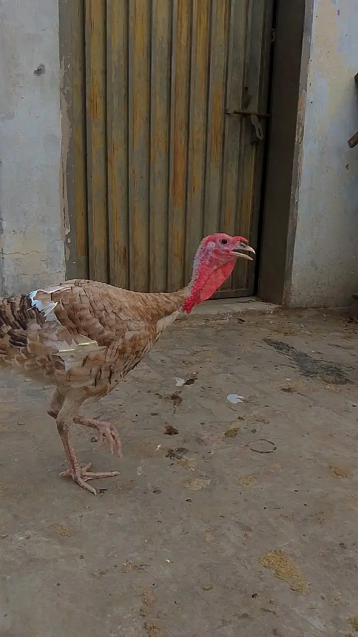 Turkey birds two males for sale hain — photo 2