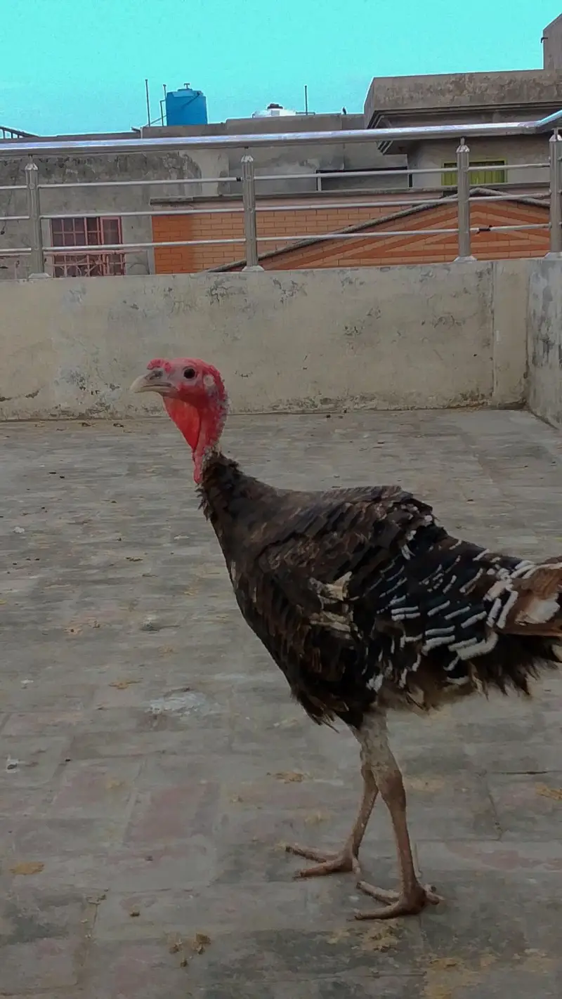 Turkey birds two males for sale hain — photo 7