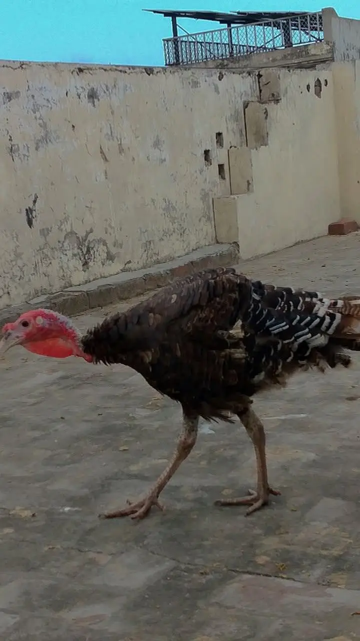 Turkey birds two males for sale hain — photo 8