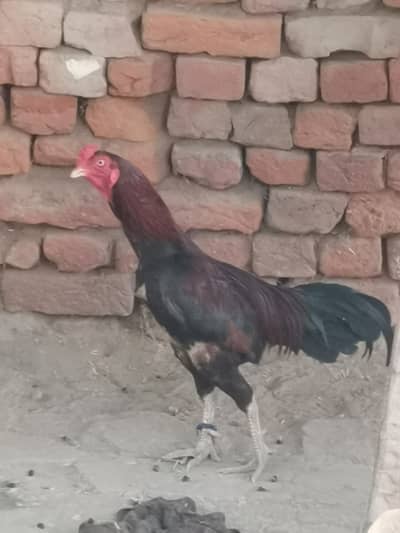 aseel murga for sale price 3500