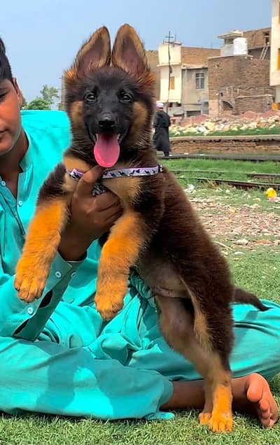 German Shepherd double code 3 month for sale