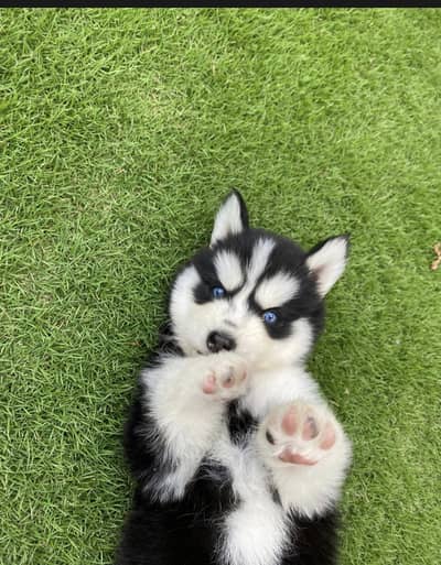 Siberian husky puppies 92@313*9363*417