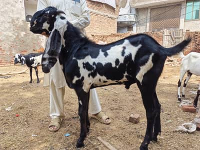 Desi bakra for sale