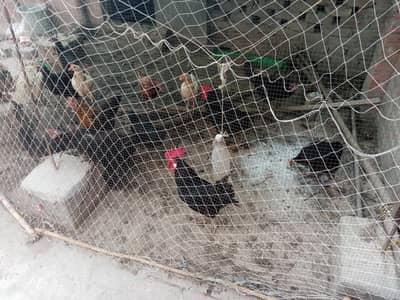 Desi Misri eggs laying hens and fancy chicks for sale