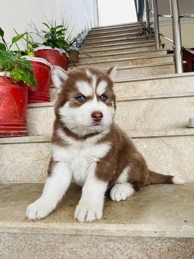 Siberian husky puppy blue eyes pure