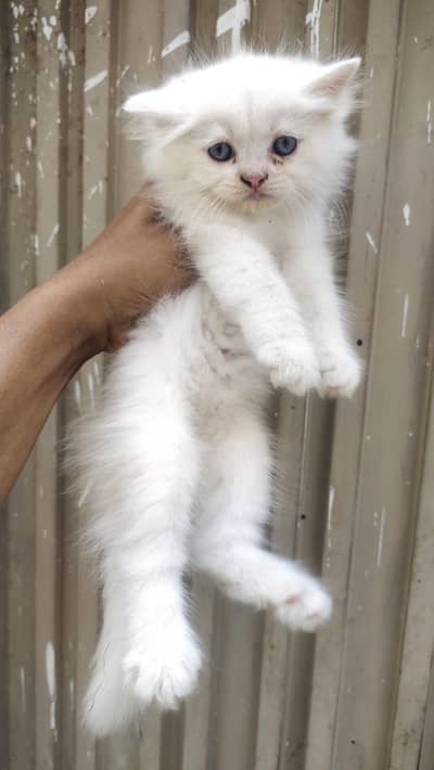 5 kittens available blue eyes hazel eyes