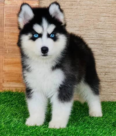 Siberian husky puppy blue eyes pure
