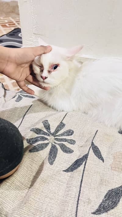 Person cat