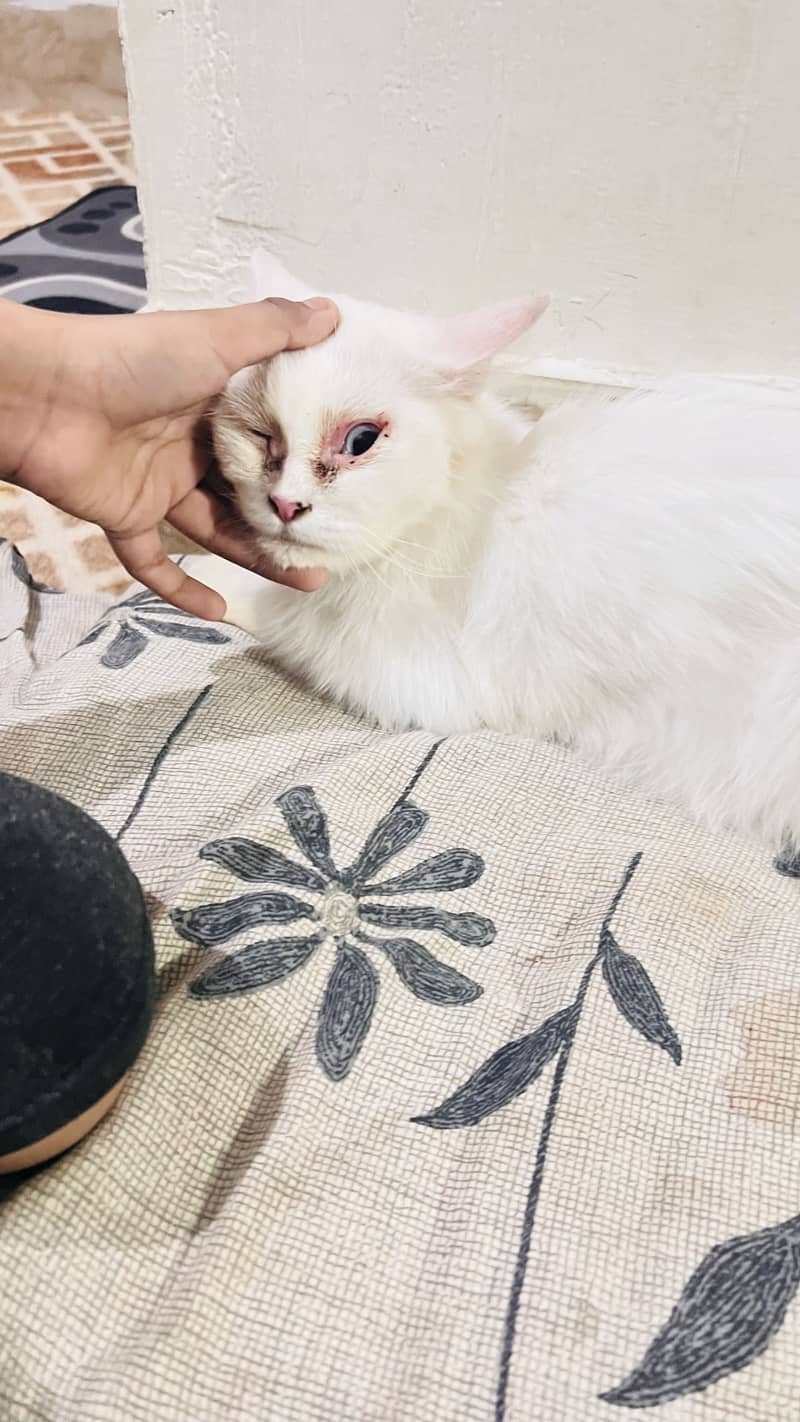 Person cat 0