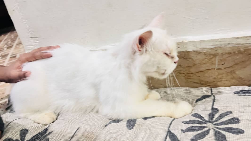 Person cat 1
