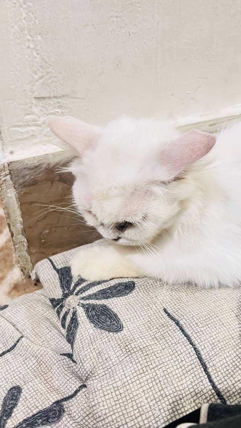 Person cat 2