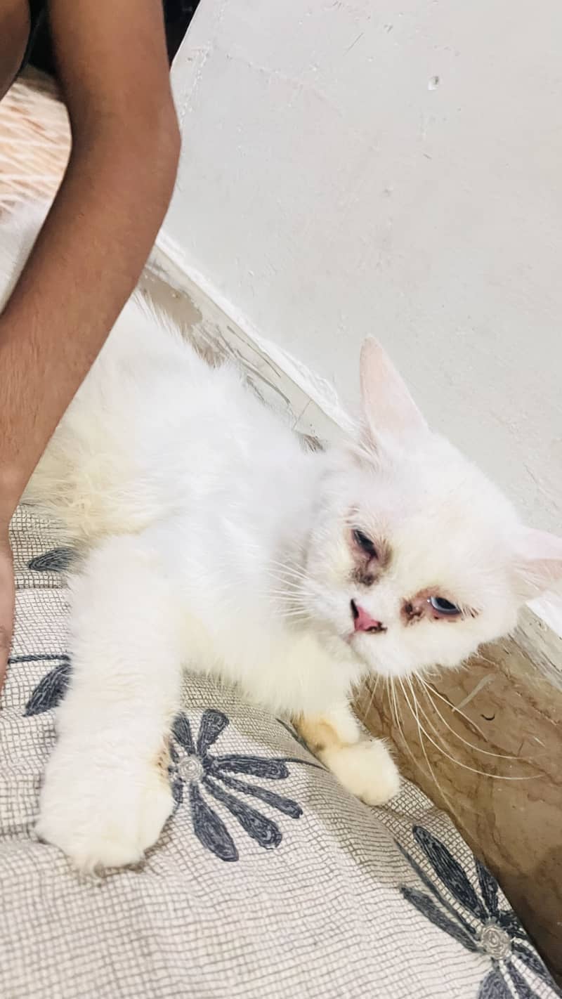 Person cat 3