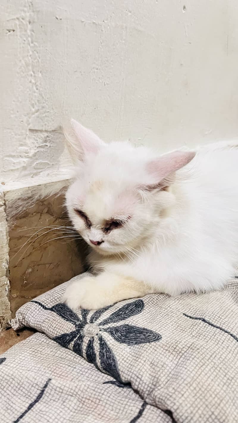 Person cat 4