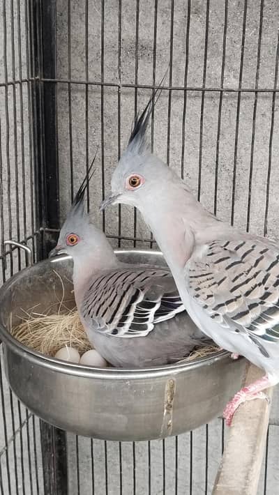Crested Dove Healthy Baby Available