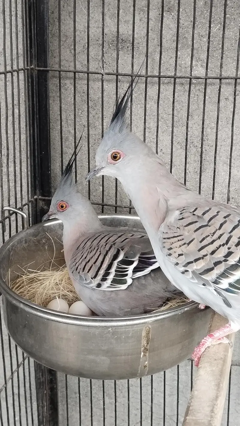 Crested Dove Healthy Baby Available