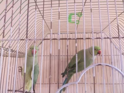 Healthy Ringneck Breeder Pair