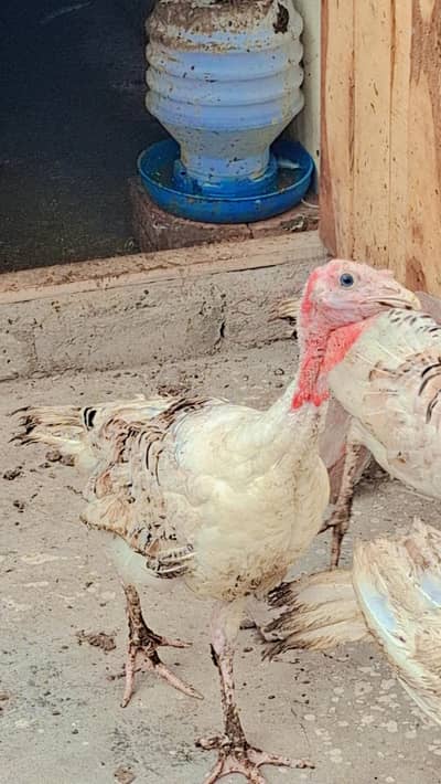 Turkey chicks 3 month 03262587571 only whatsap