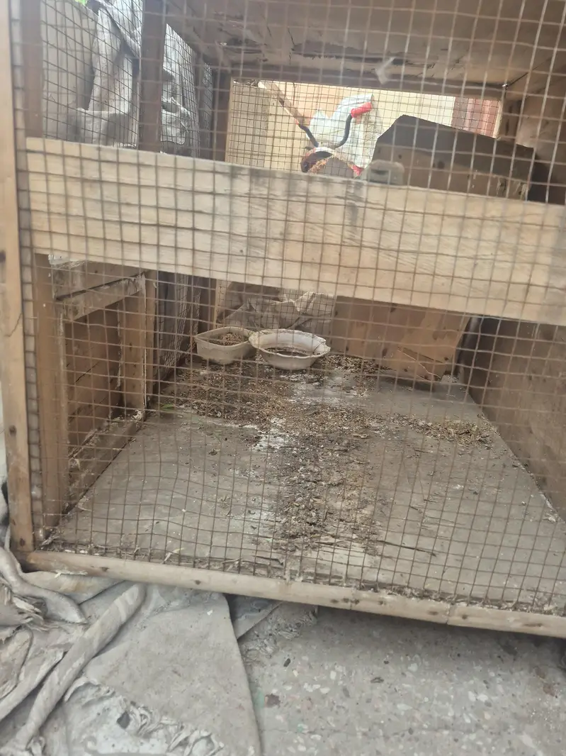 pinjra  for sale ur gunt sale kar na ha — photo 5