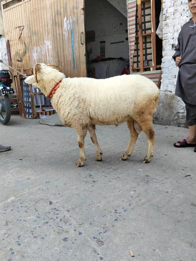 paidu for sale