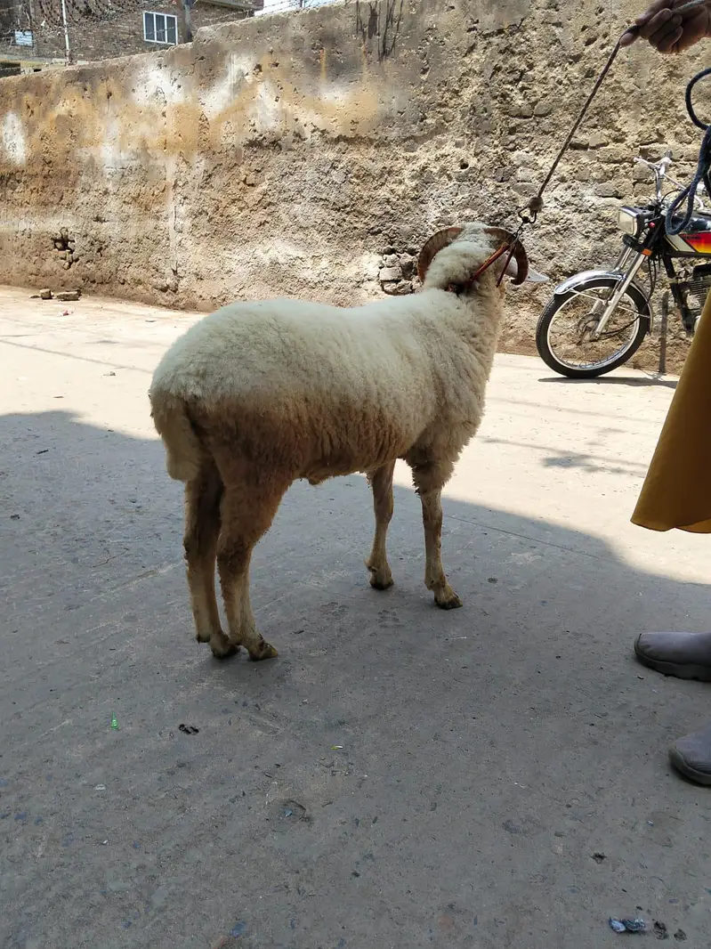 paidu for sale — photo 4