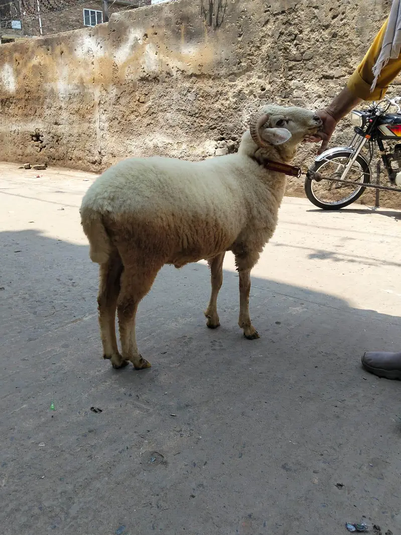 paidu for sale — photo 5