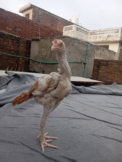 Aseel male for sale