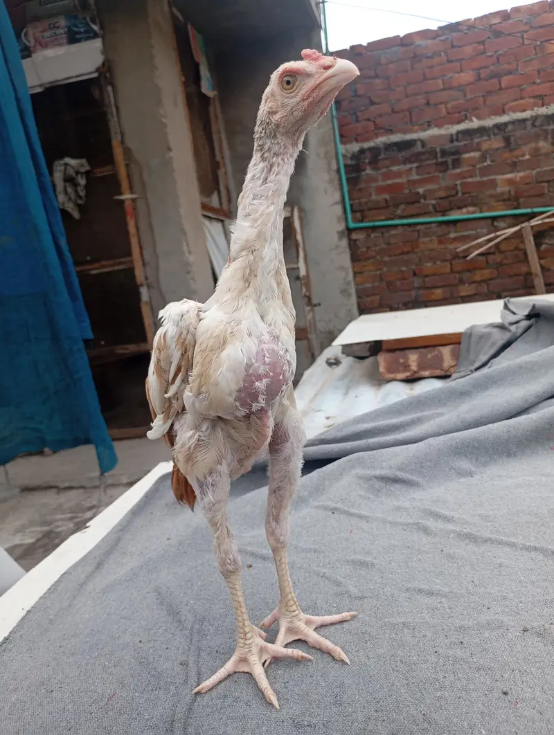 Aseel male for sale — photo 2