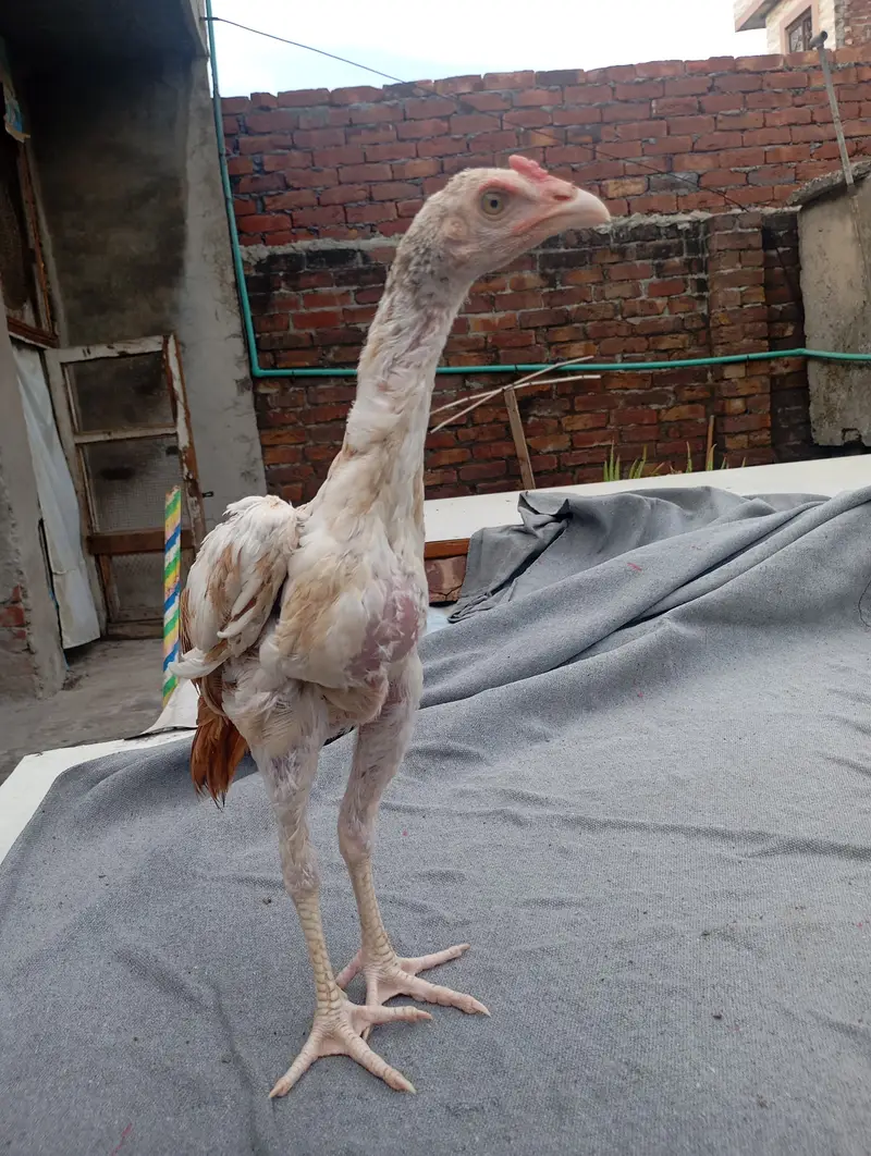 Aseel male for sale — photo 3
